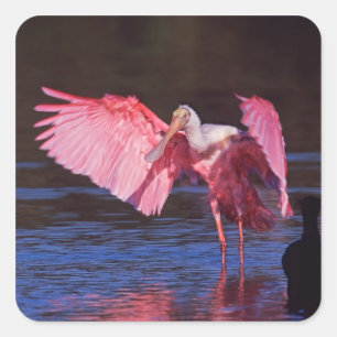 Sticker Carré Spatule rose (ajaja d'Ajaia) avec Cormorant