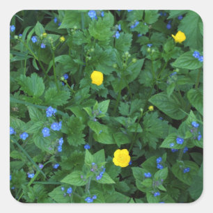 Sticker Carré Speedwell et Buttercups