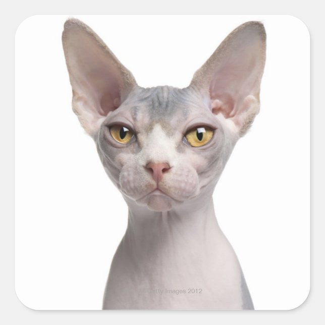 Sticker Carré Sphynx (7 months old) (Devant)