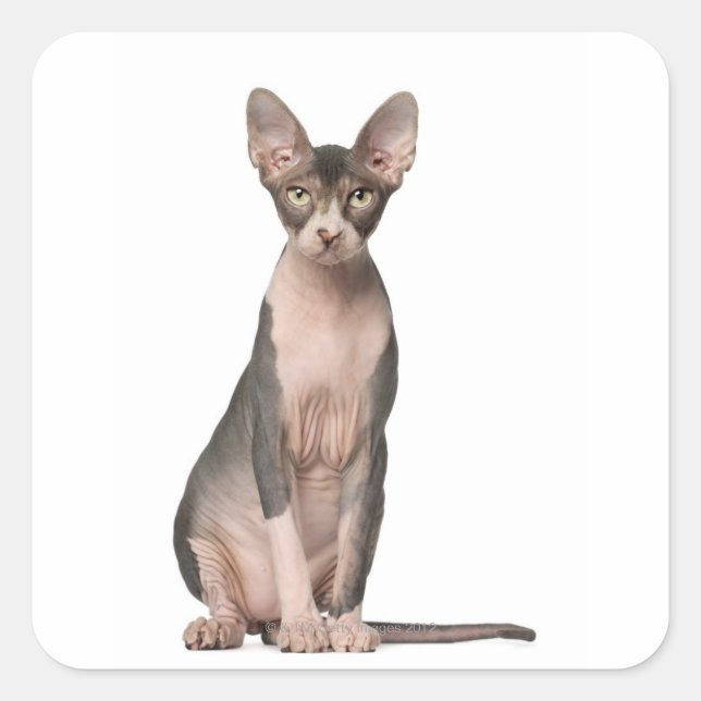 Sticker Carré Sphynx (7 months old) sitting (Devant)