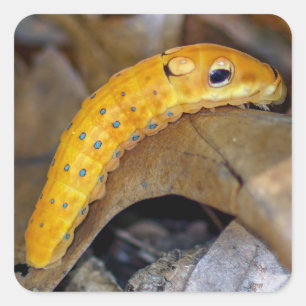 Sticker Carré Spicebush Swallowtail Caterpillar