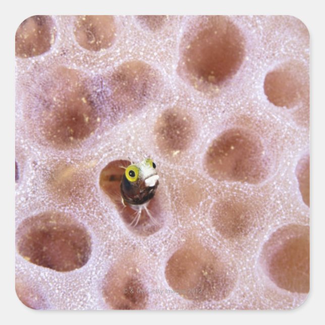 Sticker Carré Spinyhead Blenny (acanthemblemaria spinosa) en (Devant)