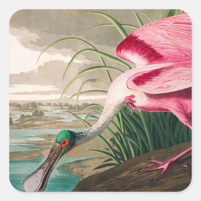 Sticker Carré Spoonbill sur le roseate par John James Audubon (Devant)