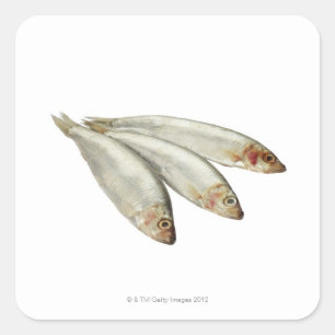 Sticker Carré Sprats