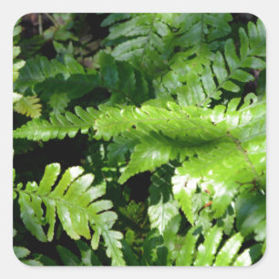 Sticker Carré Spring Green Ferns végétation botanique tropicale