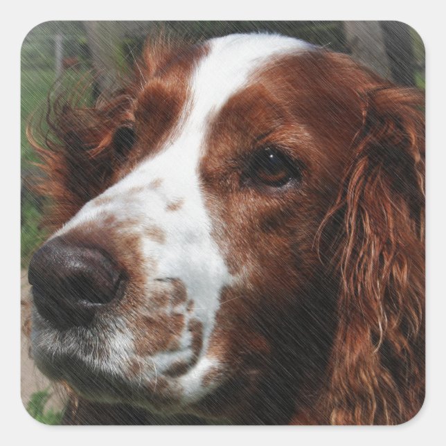 Sticker Carré Springer Spaniel Chien Art (Devant)