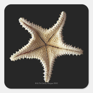 Sticker Carré Squelette de Starfish, gros plan 2