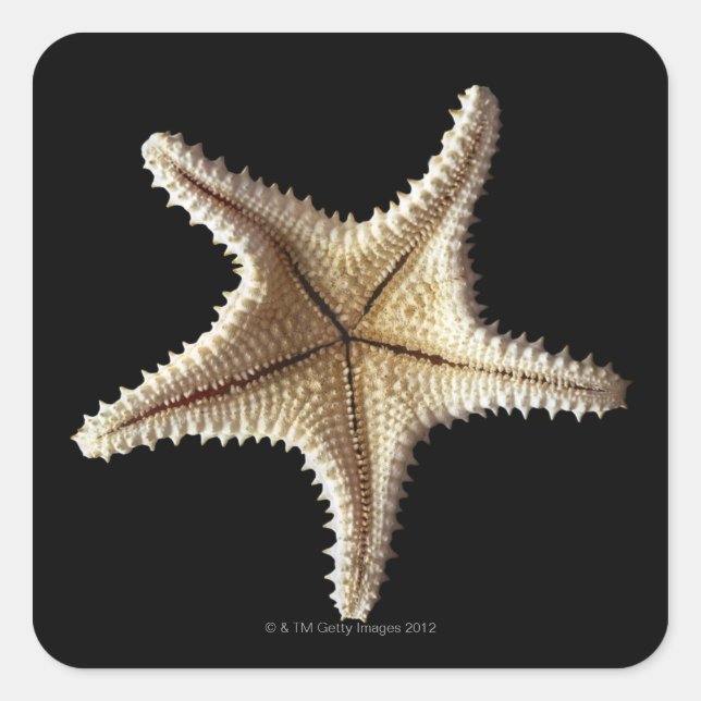 Sticker Carré Squelette de Starfish, gros plan 2 (Devant)