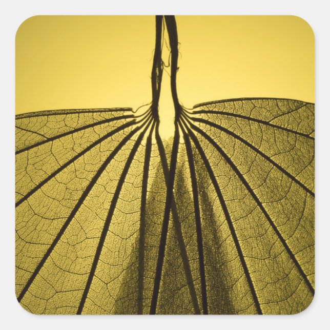 Sticker Carré Squelette feuille (Devant)