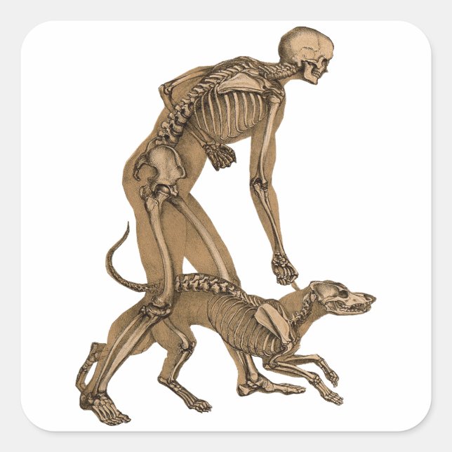 Sticker Carré squelette homme et chien animal humain anatomie ar (Devant)