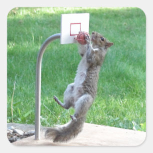 Sticker Carré Squirrel Slam Dunk