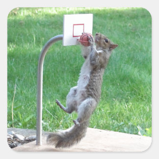 Sticker Carré Squirrel Slam Dunk