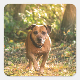 Sticker Carré Staffordshire bull terrier