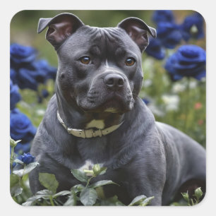 Sticker Carré Staffordshire Bull Terrier Dans Blue Rose Garden,