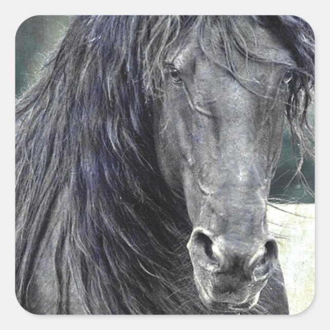 Sticker Carré Stallion friésienne (Devant)