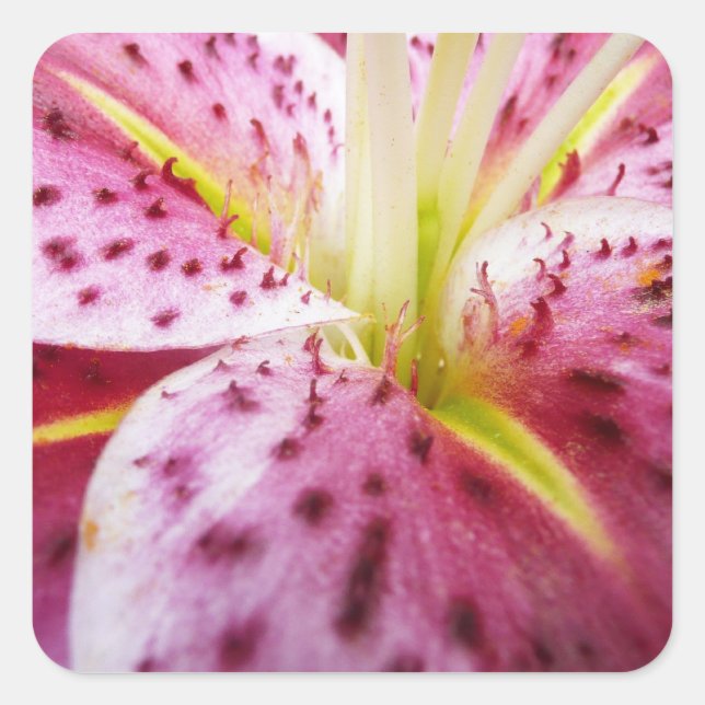 Sticker Carré Stargazer Lily brillant Magenta Floral (Devant)
