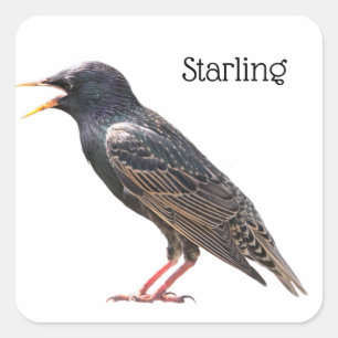 Sticker Carré Starling