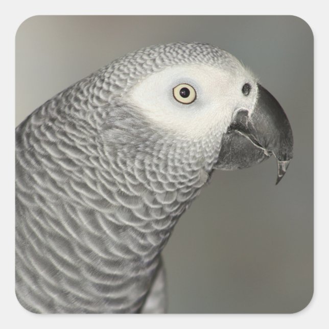 Sticker Carré Stately african Grey Parrot (Devant)