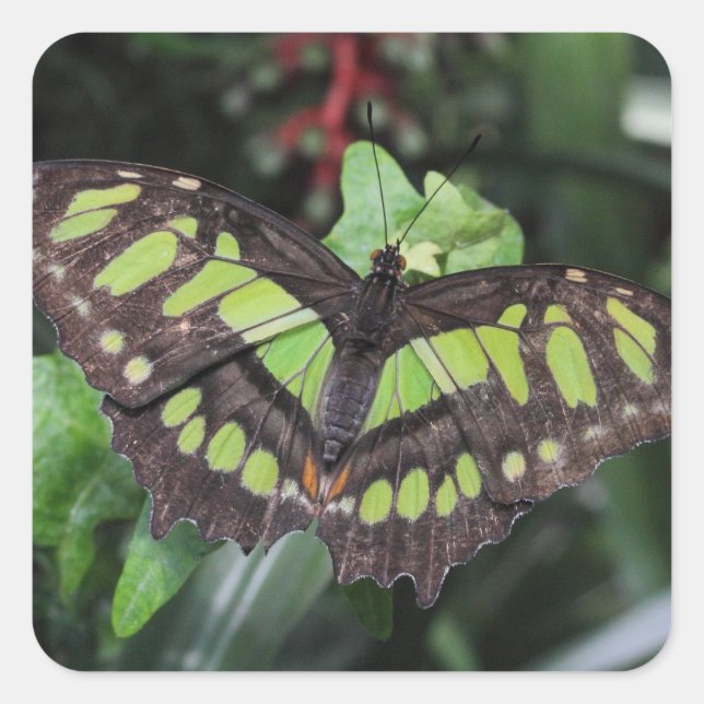 Sticker Carré Stelènes de Siproeta (Devant)