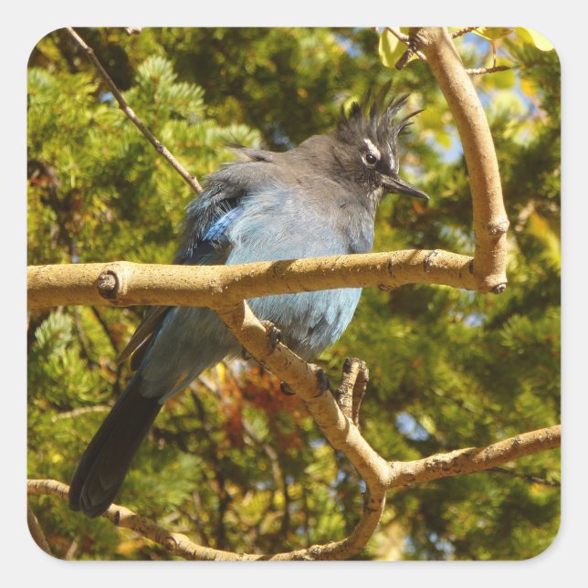 Sticker Carré Steller's Jay at Rocky (Devant)
