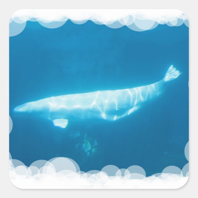 Sticker Carré Stick béluga baleines natation (Devant)
