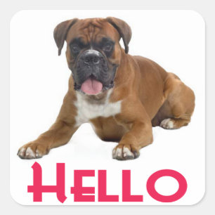 Sticker Carré Stick de salutation Chien Chien Chien Boxer Hello