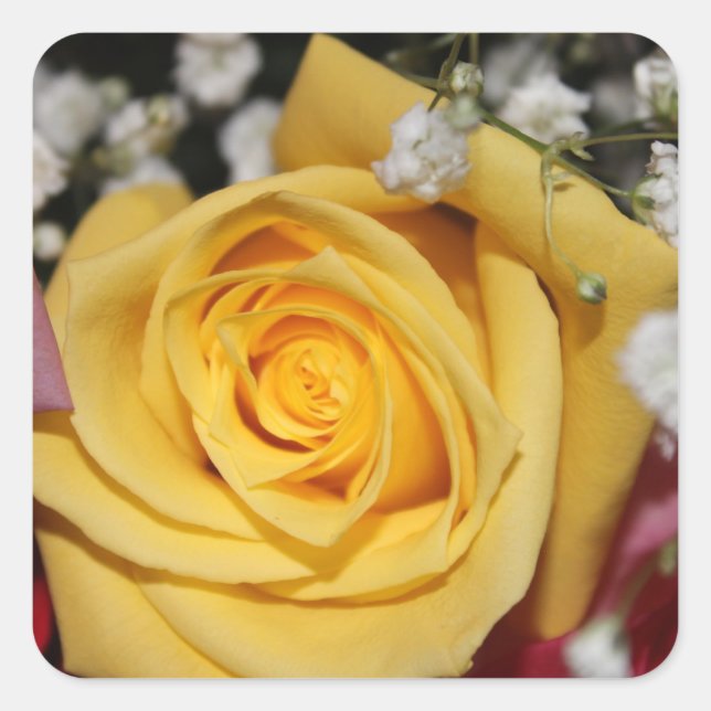 Sticker Carré Sticule Pétale Rose Jaune (Devant)