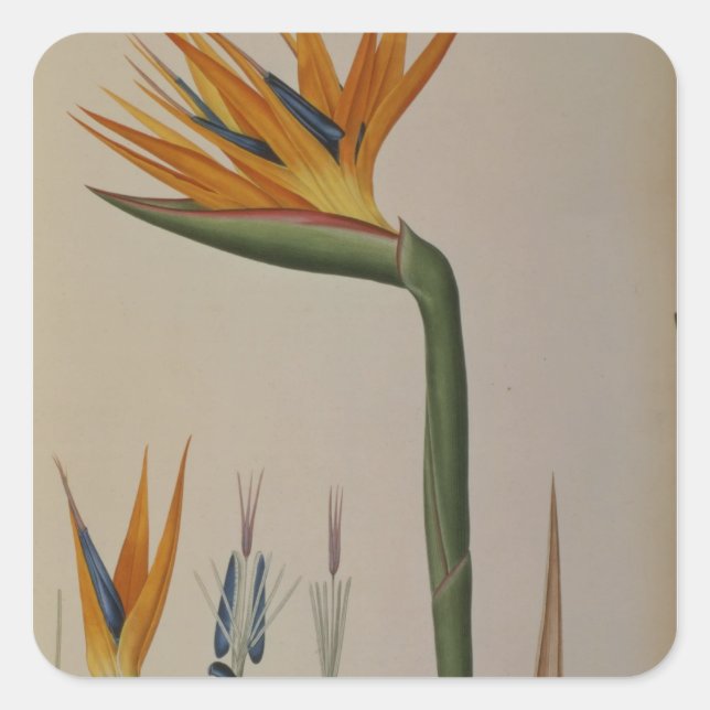 Sticker Carré Strelitzia Reginae, de 'Les Strelitziacees' (Devant)