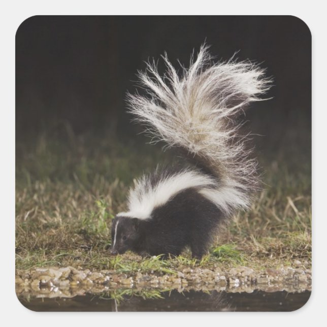 Sticker Carré Stried Skunk, Mephitis mephitis (Devant)