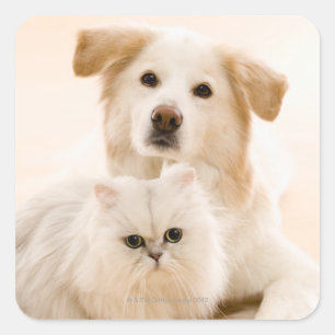 Sticker Carré Studio photo de chat et chien