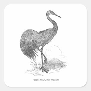 Sticker Carré Stylo d'oiseaux de grue vintage et dessin d'encre