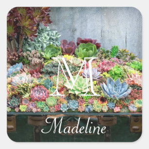Sticker Carré Succulents dans la poitrine au trésor