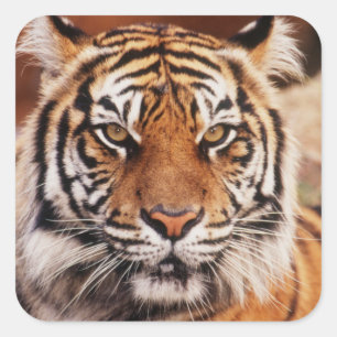 Sticker Carré Sumatran Tiger