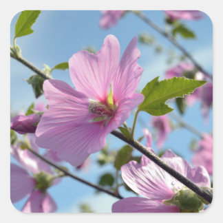 Sticker Carré Summer Flowers (Tree Mallow)