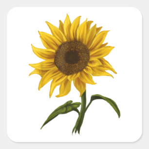 Sticker Carré Sunflower Sunshine Floral Aquarelle Fleur