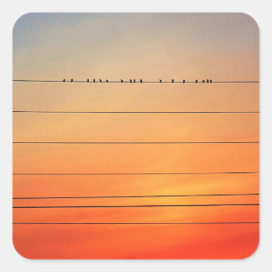 Sticker Carré Sunset Roost Photographie d'art