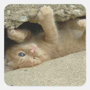 Sticker Carré Super Hero Orange Tabby Kitten