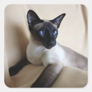 Sticker Carré Superbe visage de chat siamois