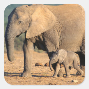 Sticker Carré Sur African Elephant mother and calf on the move