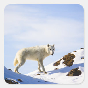 Sticker Carré sur un terrain couvert de neige
