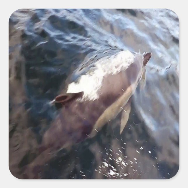 Sticker Carré Surfaçage commun des dauphins (Devant)