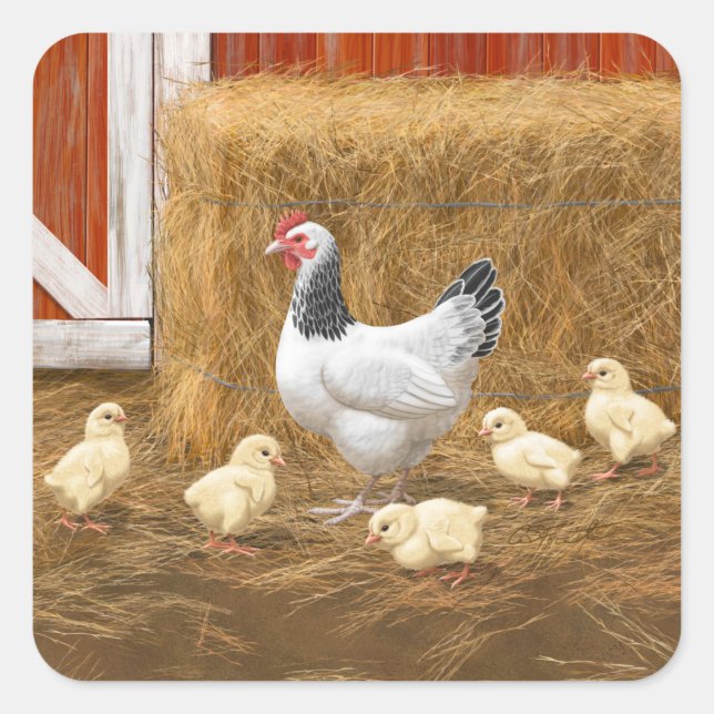 Sticker Carré Sussex Chicken Mama Hen et Chicks (Devant)