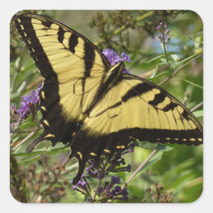 Sticker Carré Swallowtail sur Butfly Bush