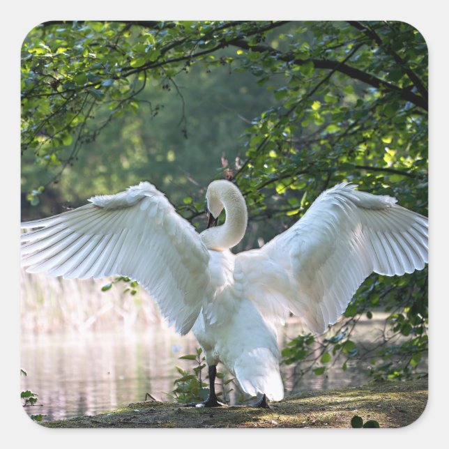 Sticker Carré Swan avec ailes étalées (Devant)