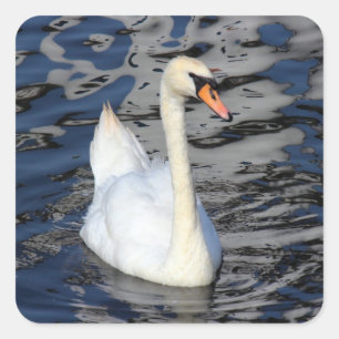 Sticker Carré Swan sur un lac