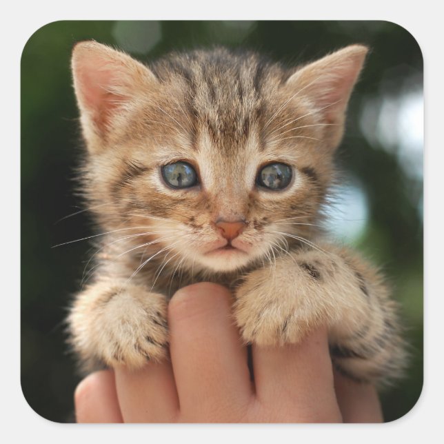 Sticker Carré Sweet Baby Kitten (Devant)