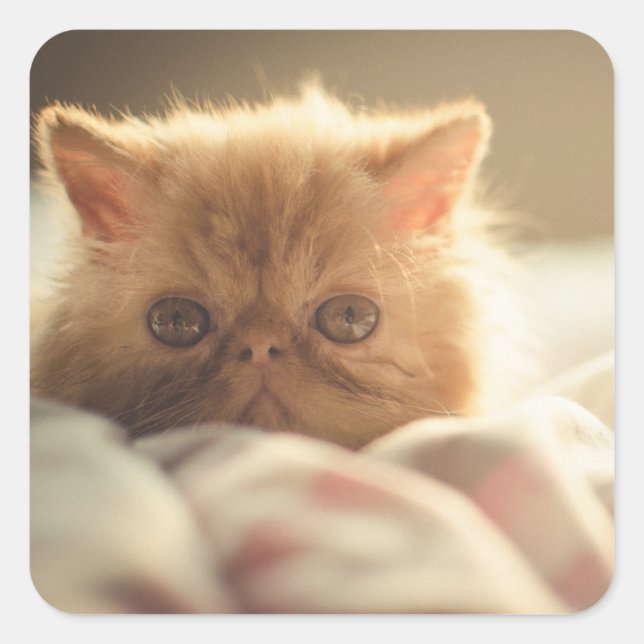 Sticker Carré Sweet kitty rester chaud (Devant)