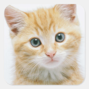 Sticker Carré Sweet Orange Tabby