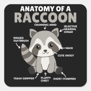 Sticker Carré Sweet Raccoon Explication Anatomie D'Un Raccoon