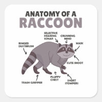 Sweet Raccoon Explication Anatomie D'Un Raccoon